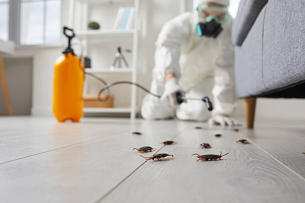 Commercial Rodent Management in San Carlos